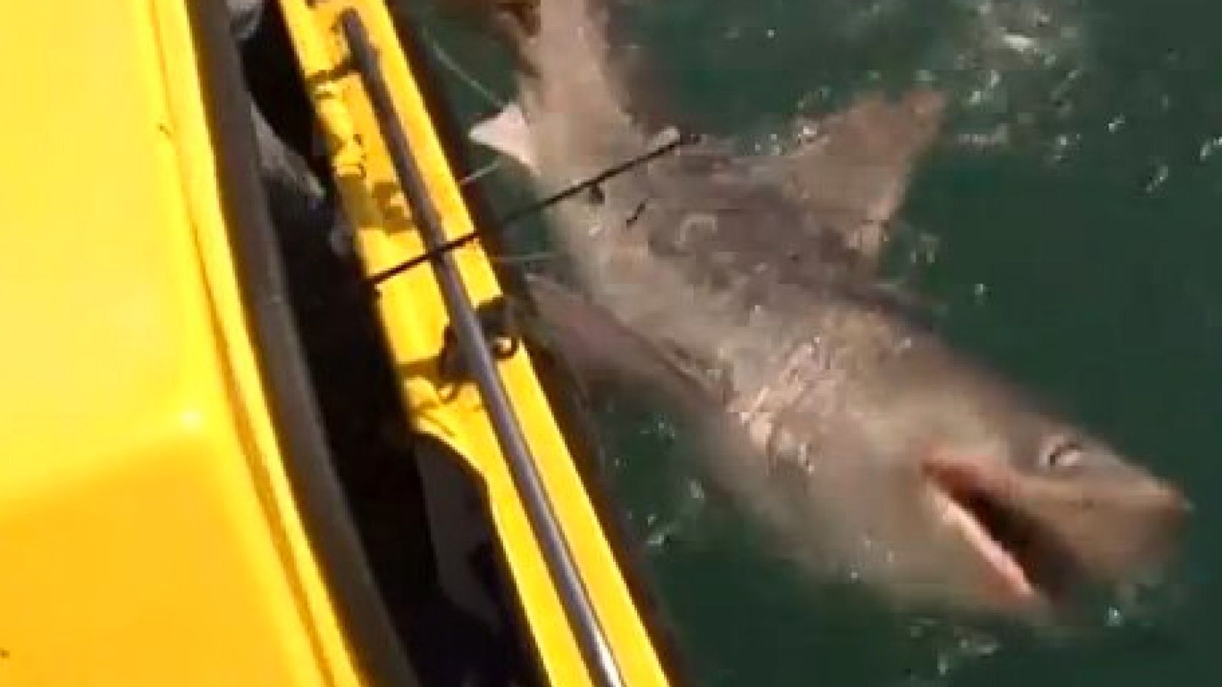 One Jersey Shore town tries to ban shark fishing after beach catches go  viral