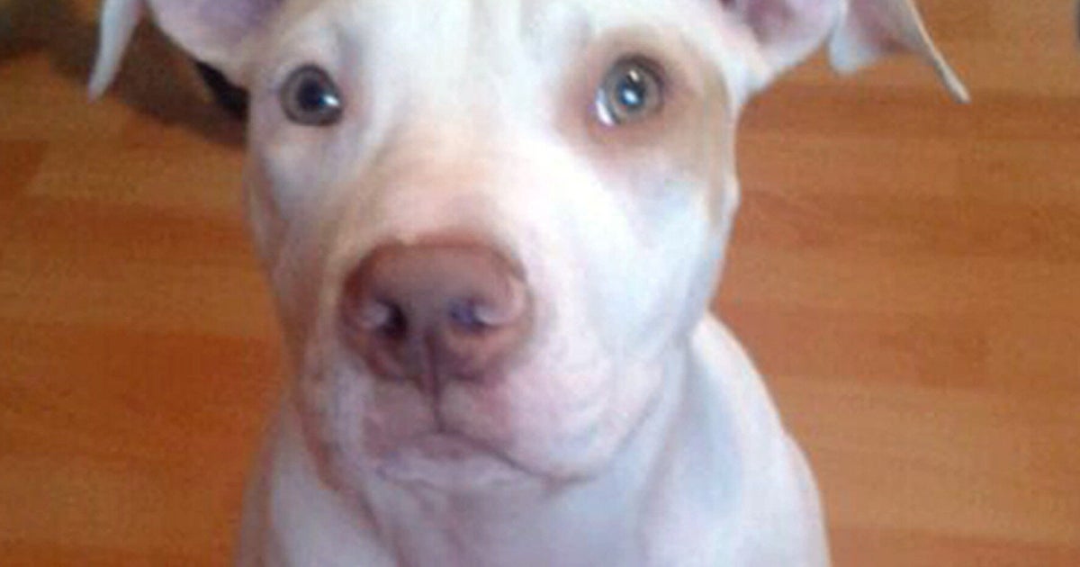 Missing Puppy Cookie Reunited With Owner After Facebook Appeal