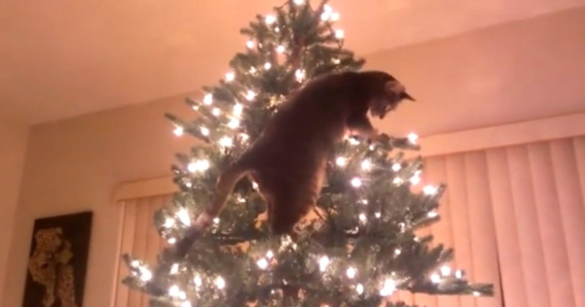 Cat Attempts To Climb Christmas Tree (VIDEO) HuffPost UK Comedy