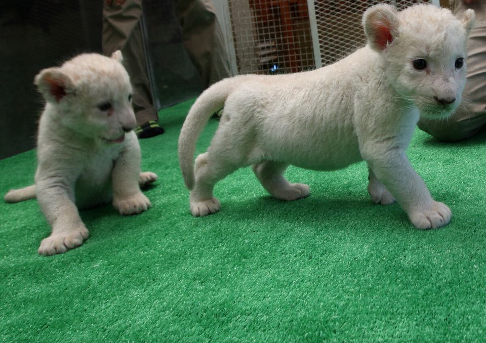 Seven Lion Cubs born At Himeji Central Park