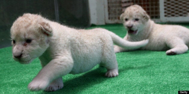 HIMEJI, JAPAN - JULY 09: A one month old lioness play at Himeji Central Park on July 9, 2013 in Himeji, Japan. Seven white lioness cubs birth by three female South African loins June 6th, 26th and 30th, those seven white lion start to shown to the public end of this week. (Photo by Buddhika Weerasinghe/Getty Images)