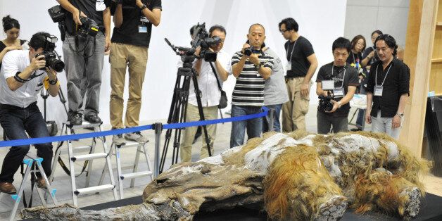 A 39,000-year-old female baby woolly mammoth named Yuka from the Siberian permafrost is unveiled for the media at an exhibition in Yokohama, suburban Tokyo on July 9, 2013. The frozen woolly mammoth will be exhibited from July 13 until September 16. AFP PHOTO / KAZUHIRO NOGI (Photo credit should read KAZUHIRO NOGI/AFP/Getty Images)