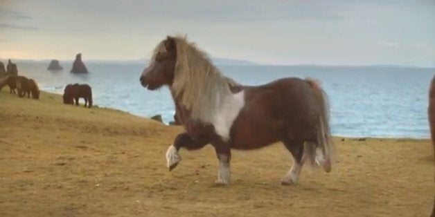 The Top 20 Funny, Feelgood Viral Videos Of 2013 | HuffPost UK Comedy The Top 20 Funny, Feelgood Viral Videos Of 2013 | HuffPost UK Comedy