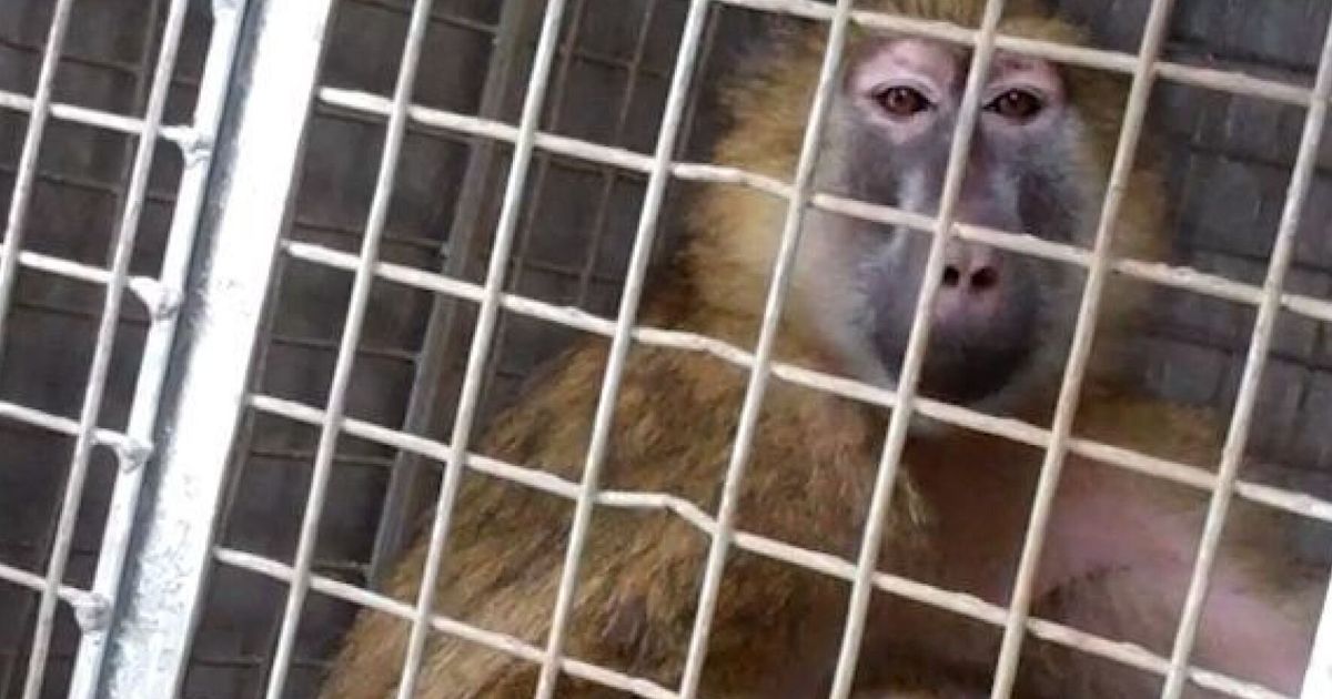 Newcastle University Ends 'cruel' Capture Of Wild Primates For Animal 