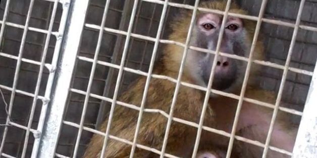 Newcastle University Ends Caputure Of 'Cruel' Wild Primates For Animal Experiments After Pressure