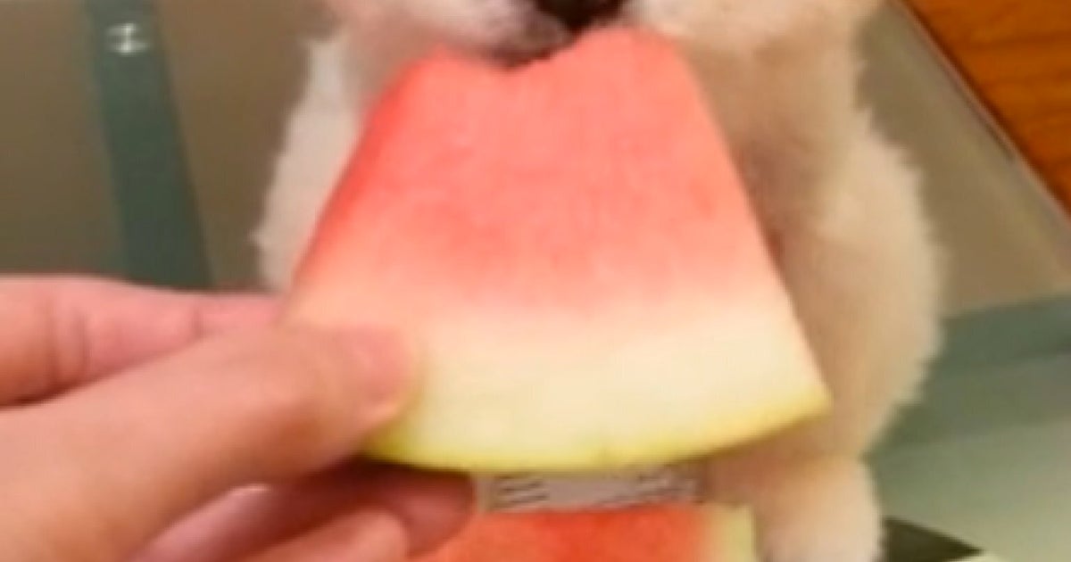 World S Cutest Dog Eats Watermelon Video Huffpost Uk Comedy