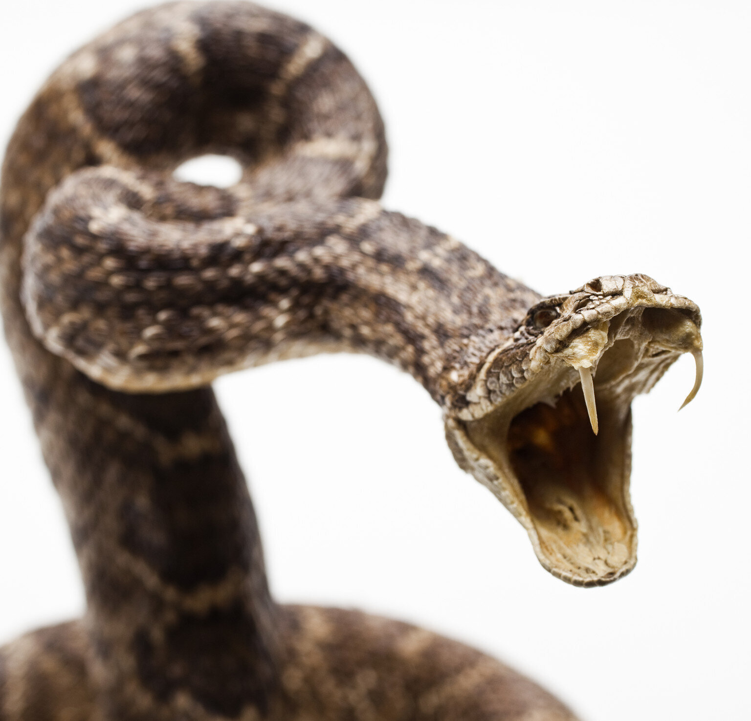 Snake Bites Israeli Mans Penis During Bathroom Incident HuffPost UK News