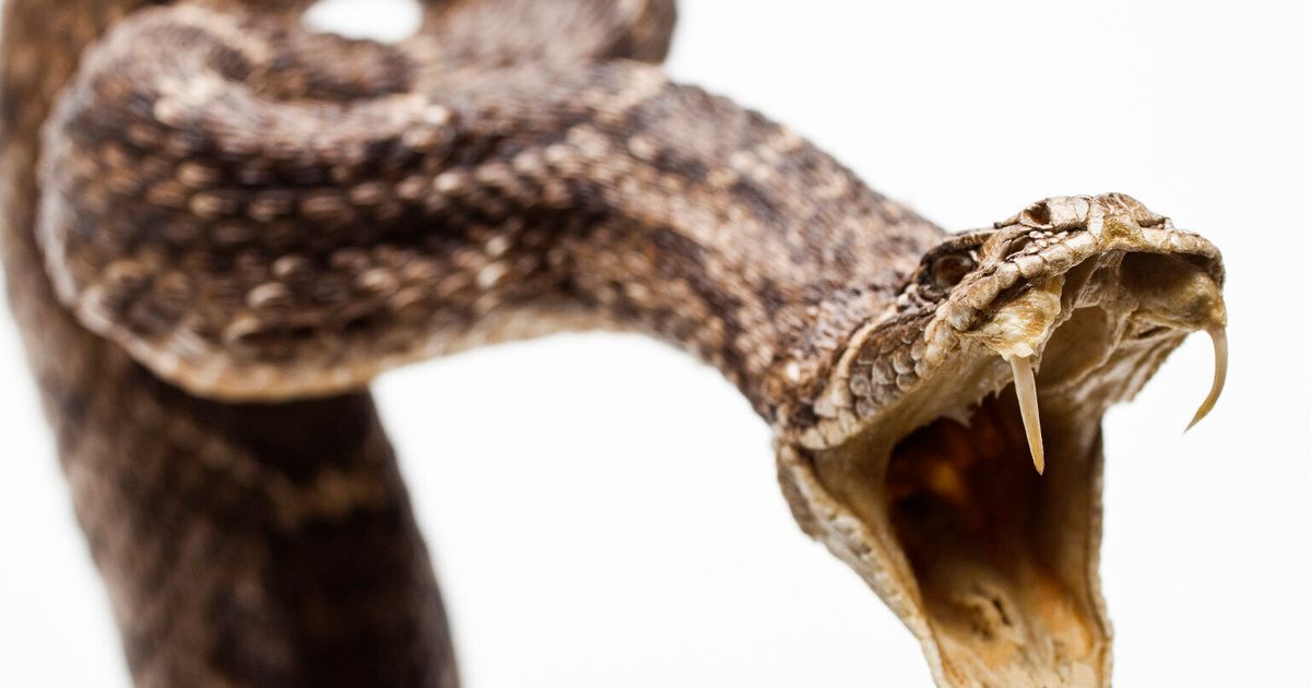 Teen hospitalized after snake bite to penis while on toilet