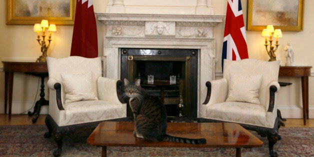 Freya The Chancellor's cat sits on a table in a room in Downing Street prior to a meeting between Prime Minister David Cameron greets the Emir of Qatar, Sheik Hamad bin Khalifa al-Thani at Downing Street in London.