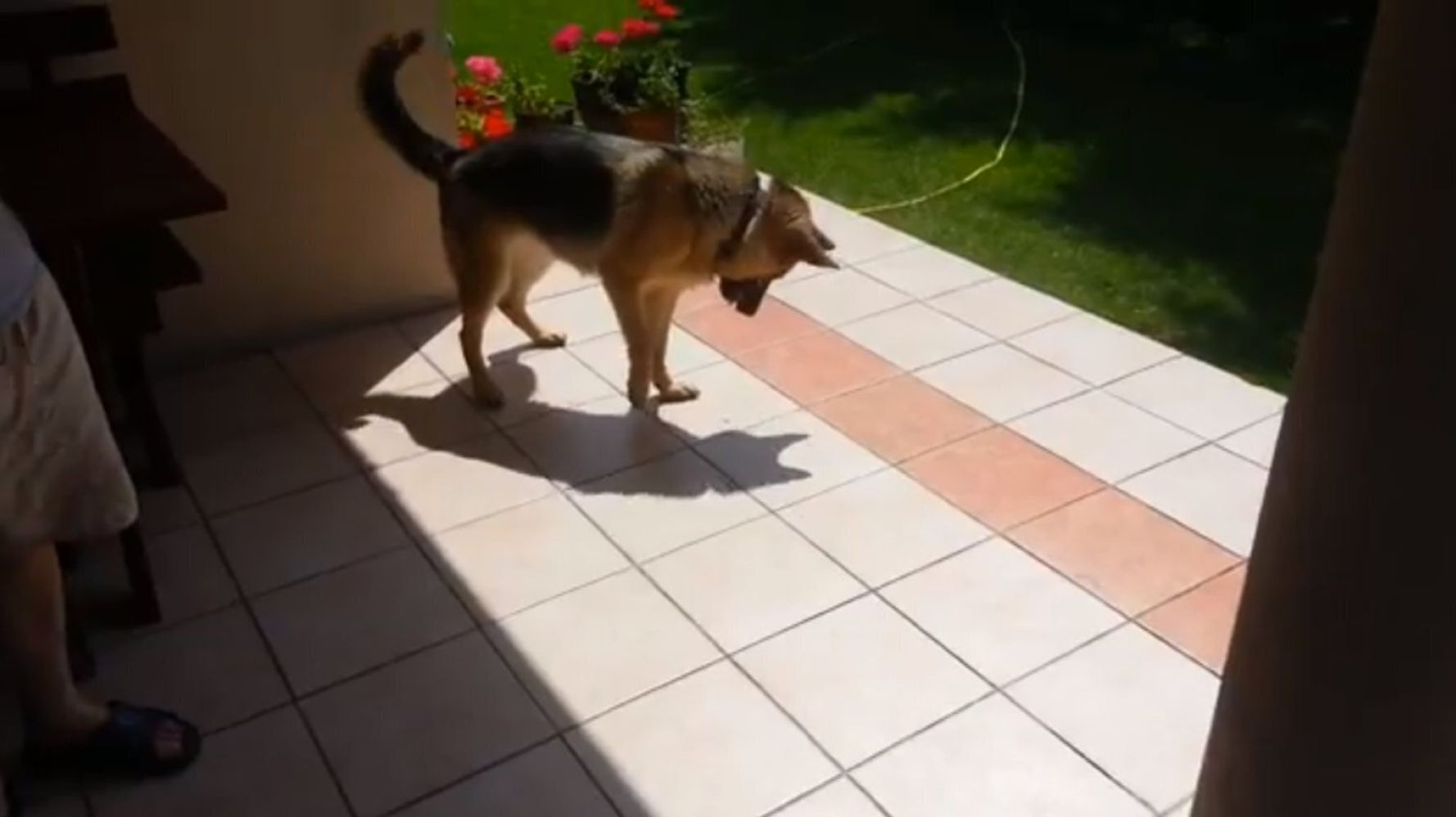 why do dogs chase their shadow