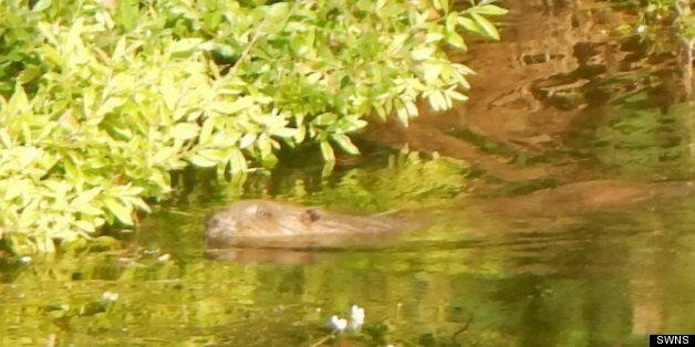 Lorna Douglas has seen the beaver several times on the River Otter in south Devon