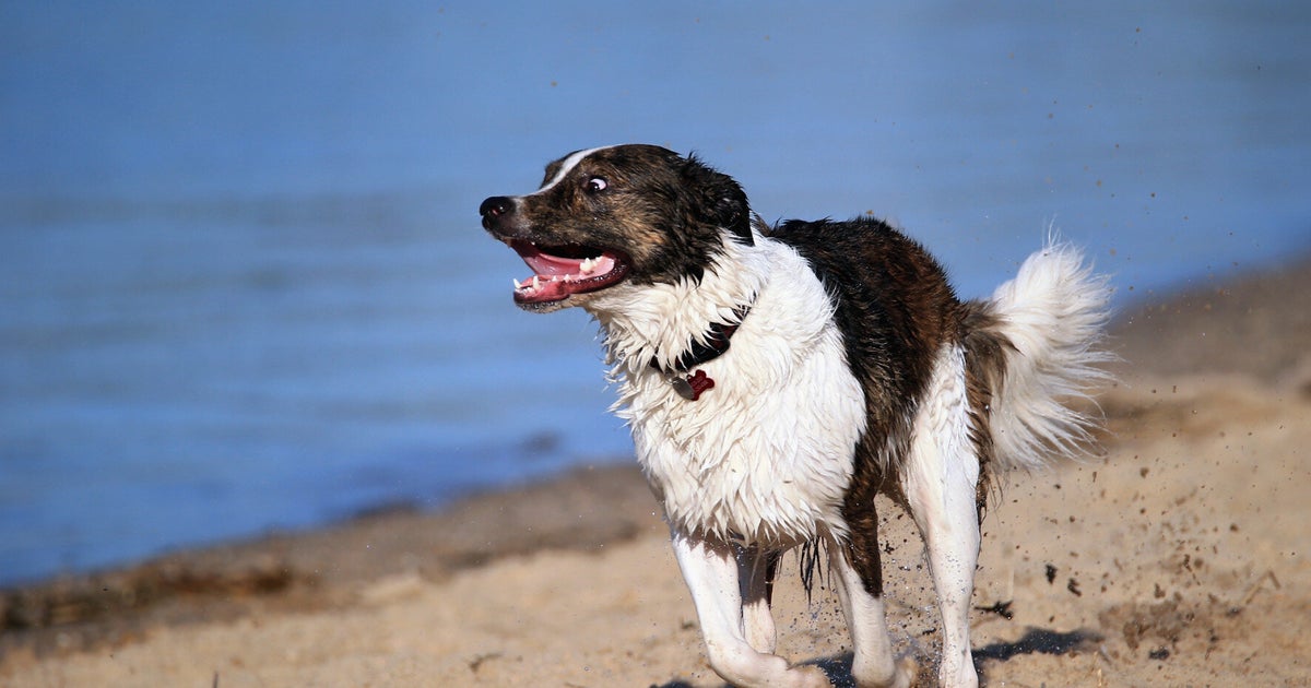 How Can Dogs Really Fly? HuffPost UK Life