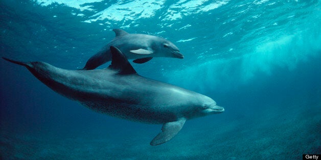 The calf was swimming with a pod of the dolphins (file photo)