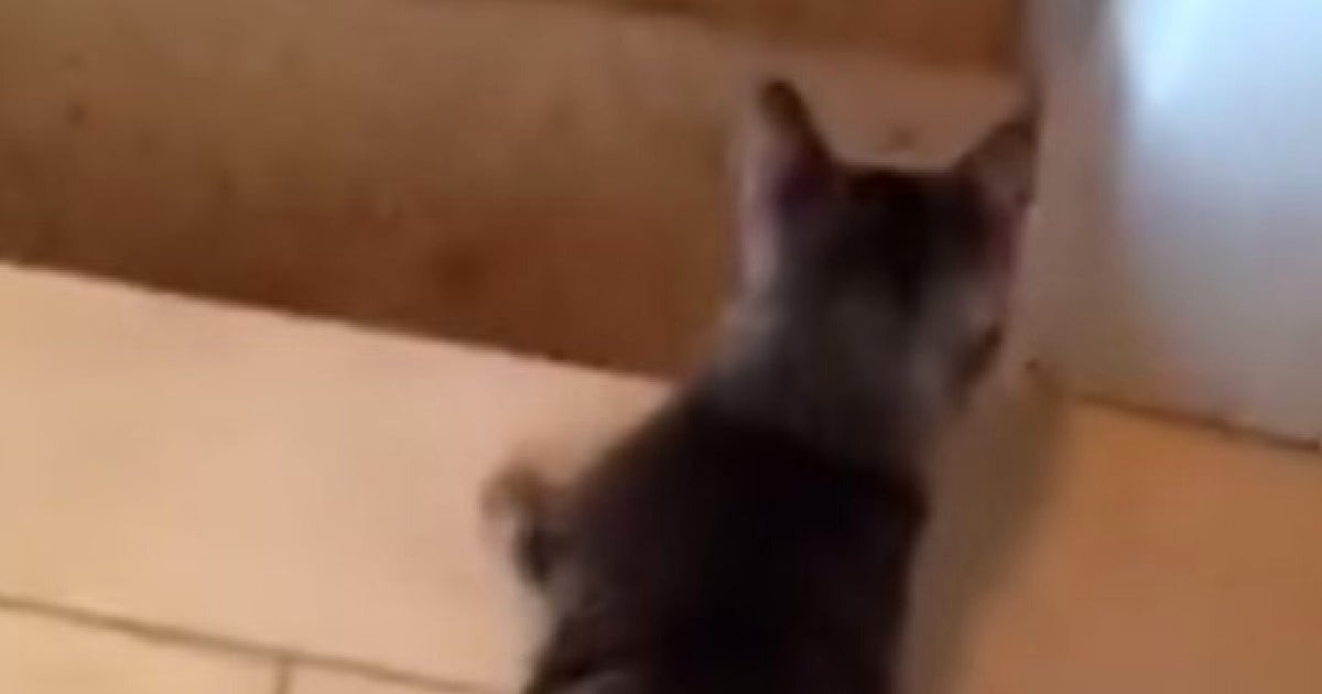 Check Out How This TwoLegged Cat Goes Downstairs (VIDEO) HuffPost UK