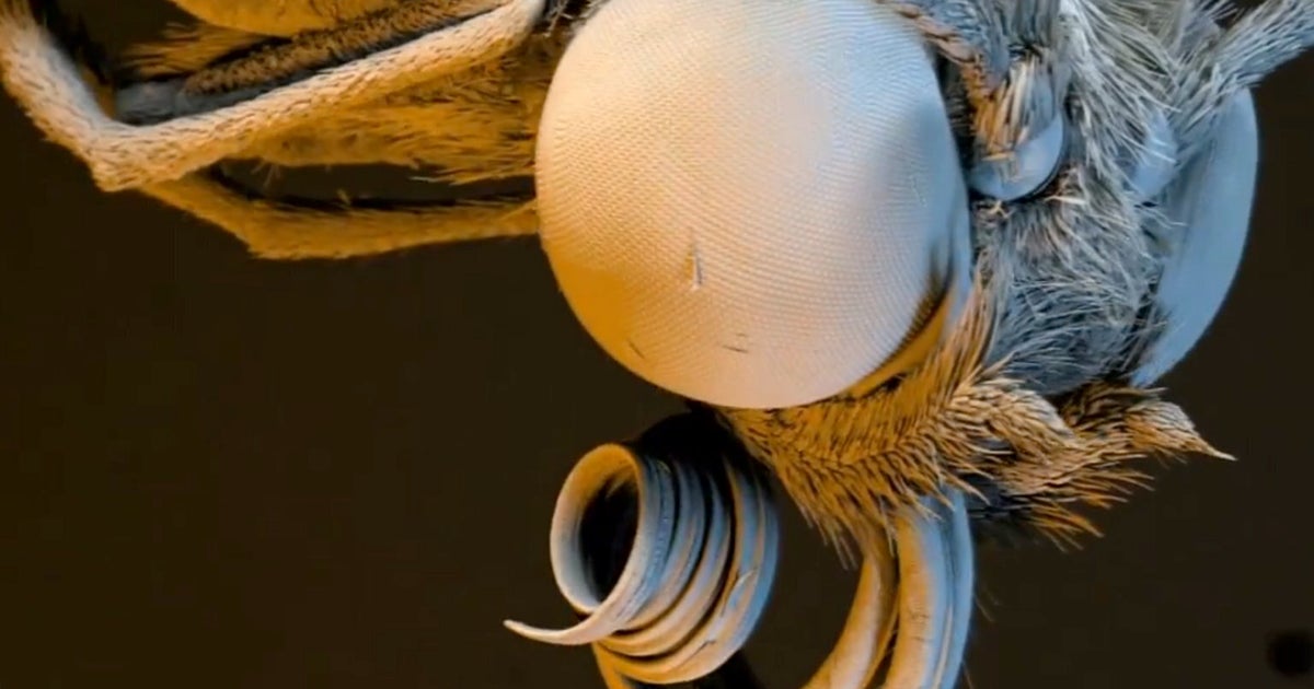 Microscopic Insect And Plant Camera System 'Nanoflight' Makes Bugs Look ...