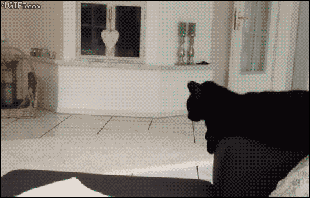 It's Been A Long Day Funny Cat GIF