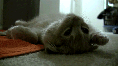 25 Cat GIFs To Brighten Your Day - Vol. 2!