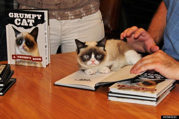 grumpy cat meme justin bieber