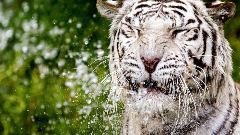 world tiger day