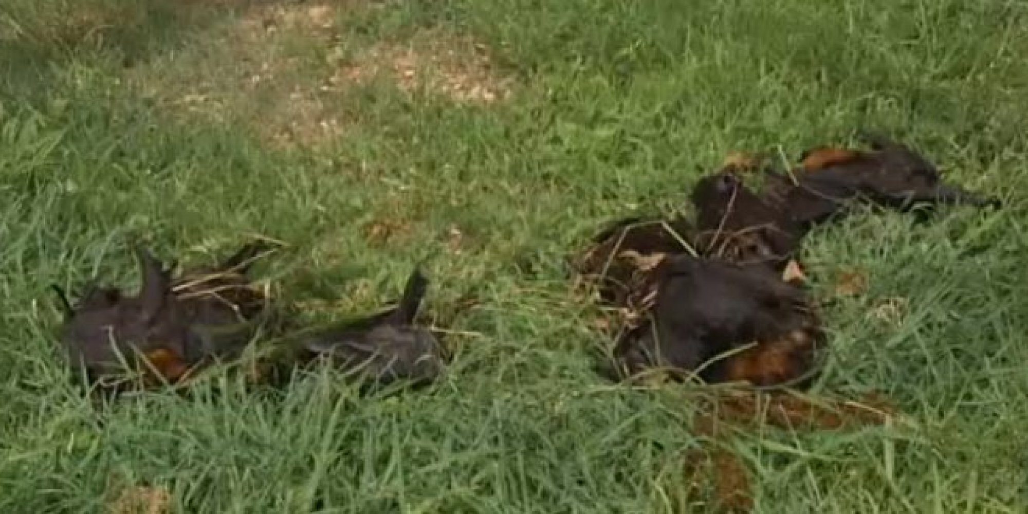 100,000 Dead Bats Fall From Australian Skies, Heatwave Blamed ...