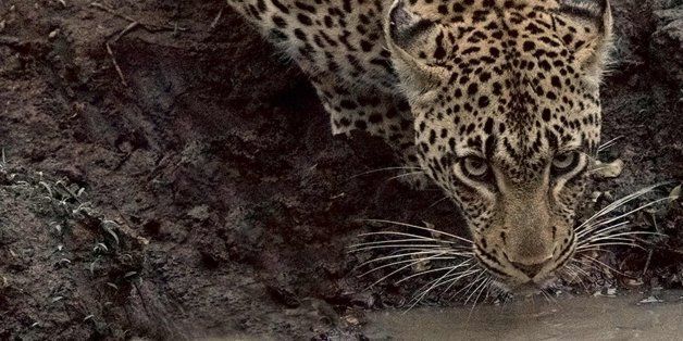 Leopards are one of 17 species currently under threat