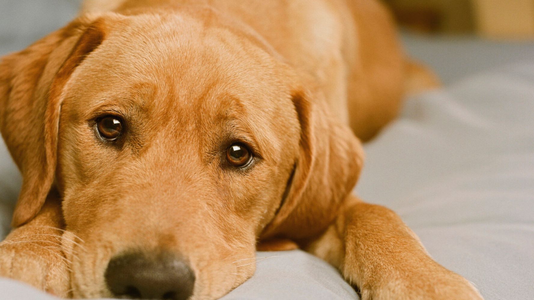 Five Spiritual Lessons You Can Learn From Your Dog | HuffPost UK Life