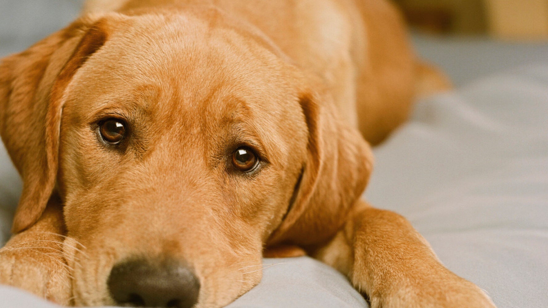 Five Spiritual Lessons You Can Learn From Your Dog | HuffPost UK Life Five Spiritual Lessons You Can Learn From Your Dog | HuffPost UK Life