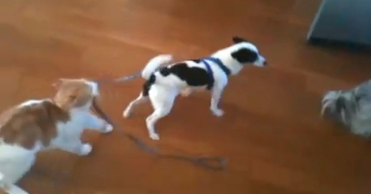 Cat Shows Dog Who's Boss (VIDEO) | HuffPost UK Comedy