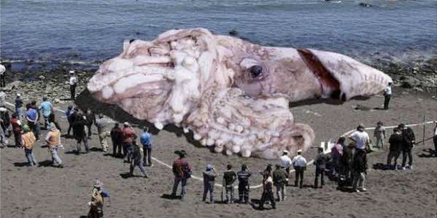 Giant squid image that fooled the internet