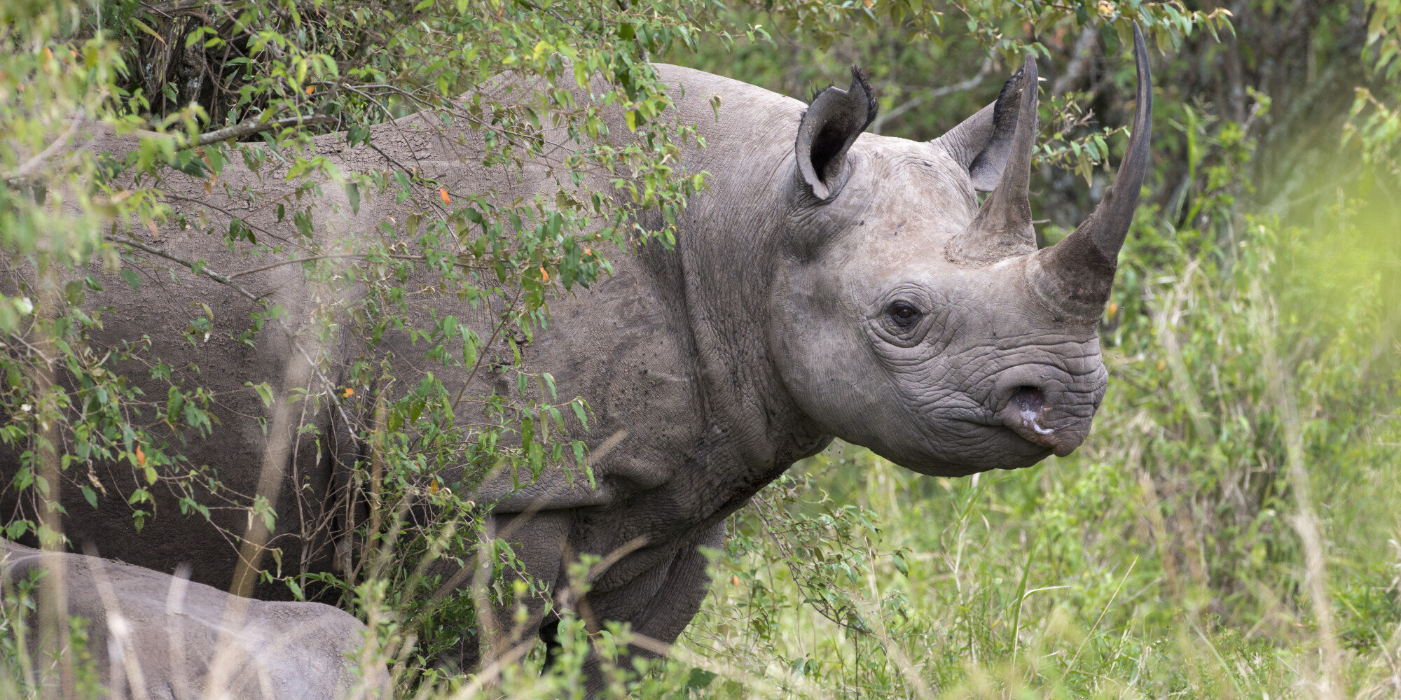 Black Rhino Hunt Permit Auctioned In US For £212,000 - To Help Save ...