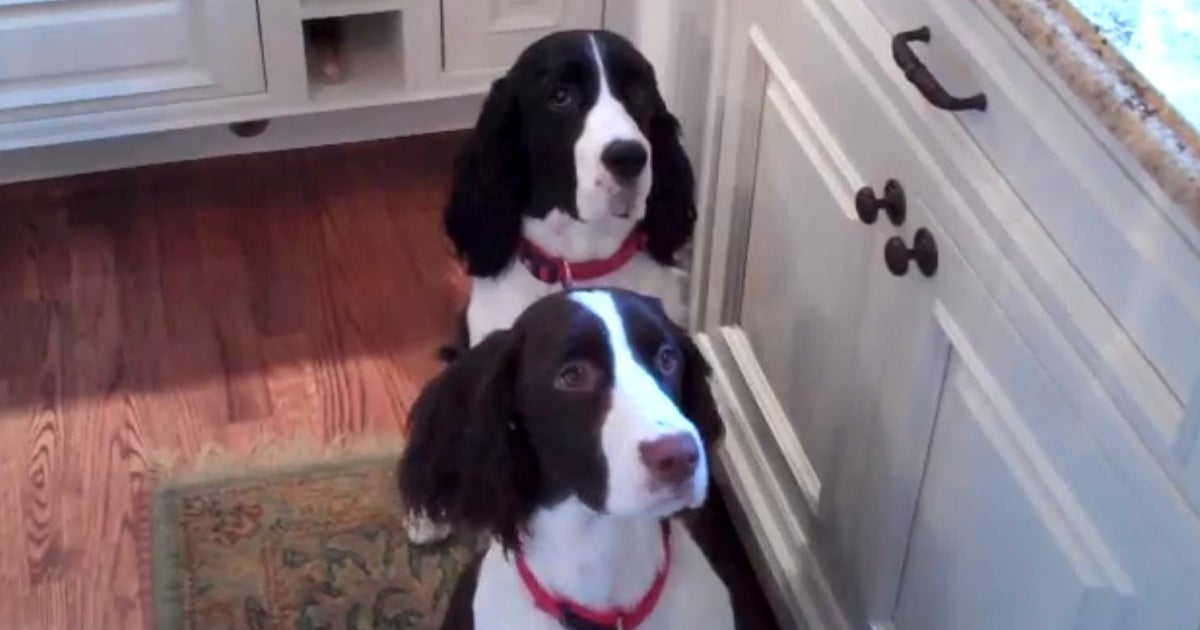 These Spinning Dogs Are VERY Excited About Their Dinner Time (VIDEO