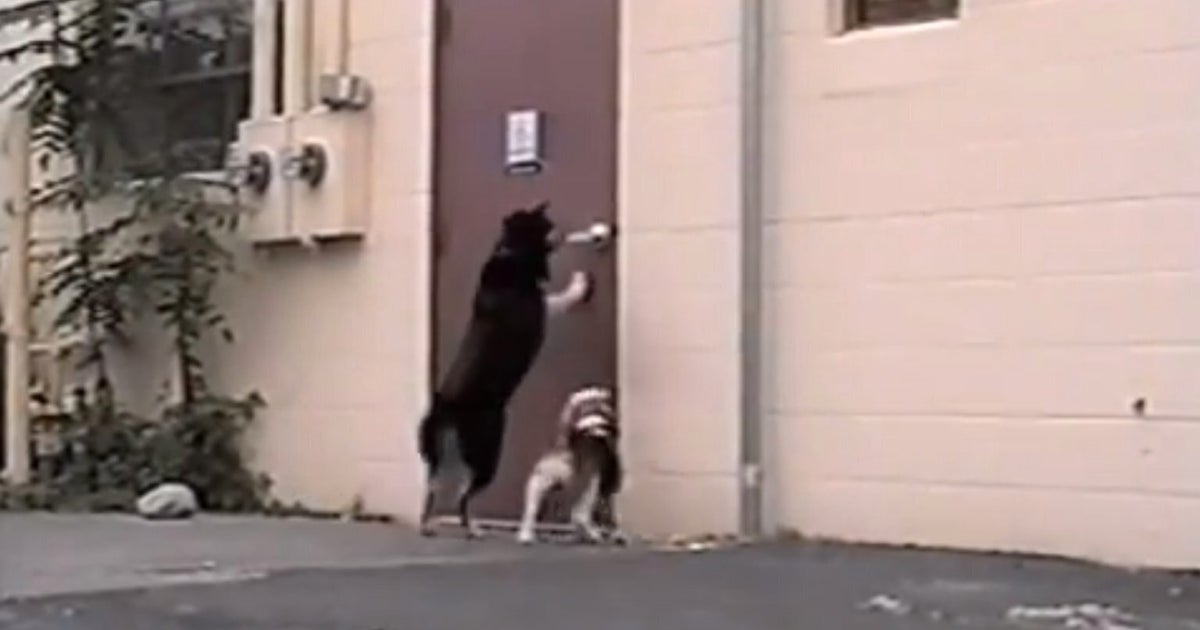ThreeLegged Dog Opens Door For His Pal (VIDEO) HuffPost UK Comedy