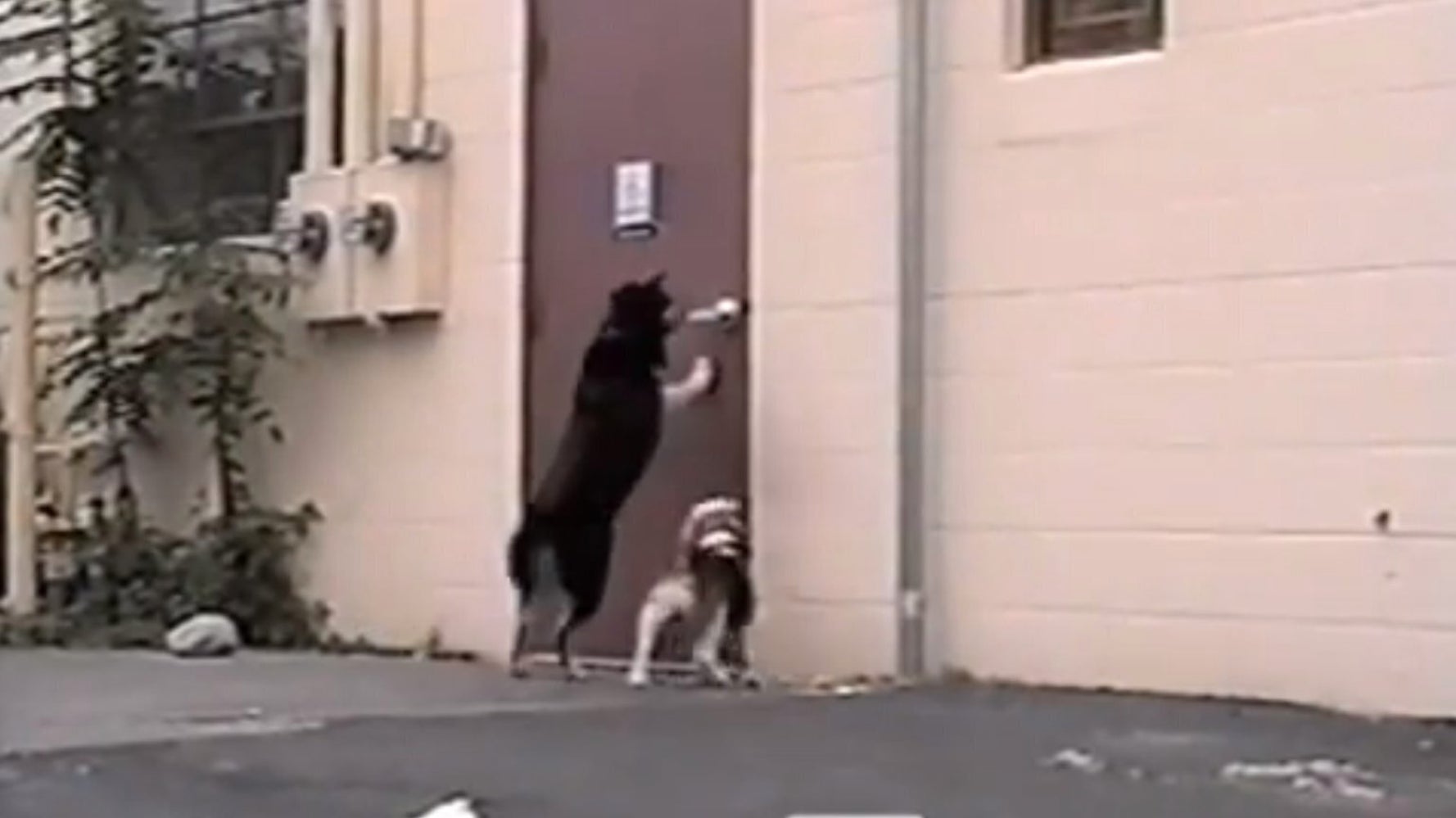 ThreeLegged Dog Opens Door For His Pal (VIDEO) HuffPost UK Comedy