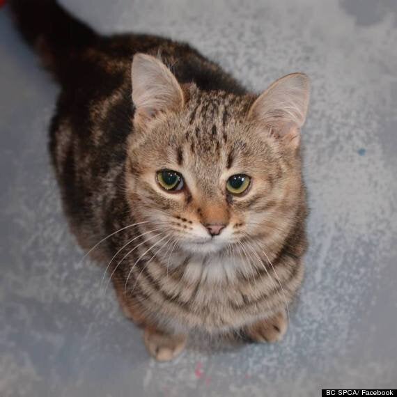 5d021fff2100003711edb226.jpeg?ops=scalefit_630_noupscale