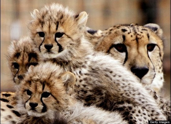 Cheetah Cubs