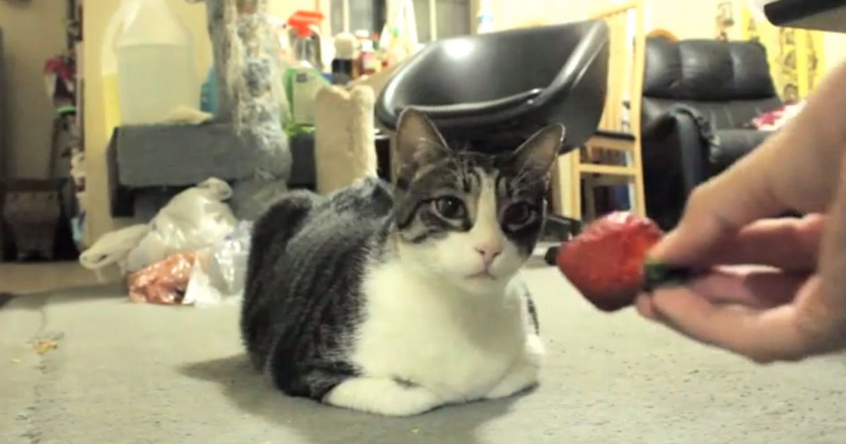 This Cat Really Doesnt Like Strawberries Video Huffpost Uk Comedy