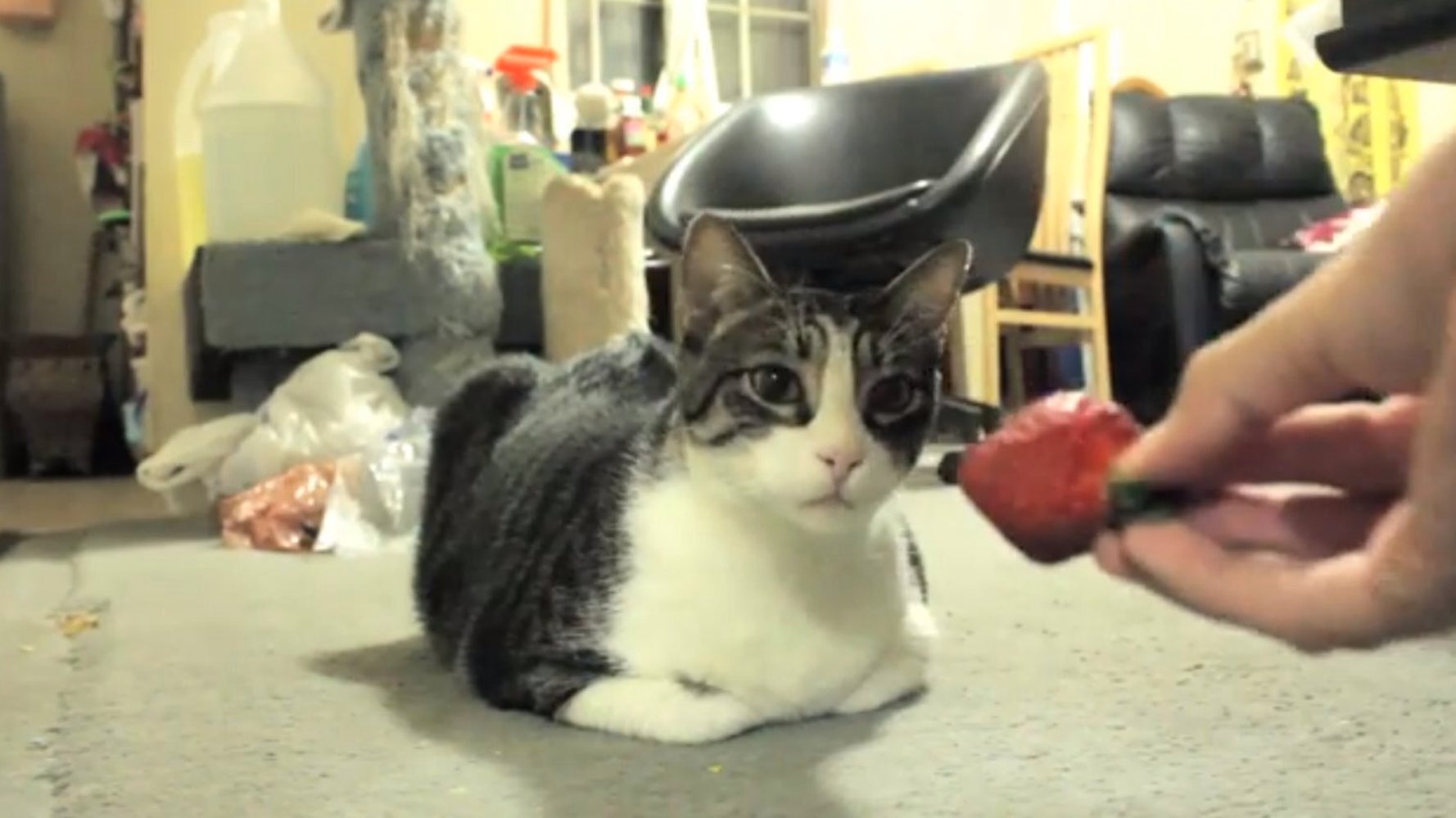 This Cat REALLY Doesn't Like Strawberries (VIDEO) HuffPost UK Comedy