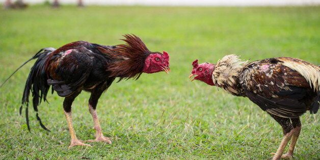 fighting cock on green grass ...
