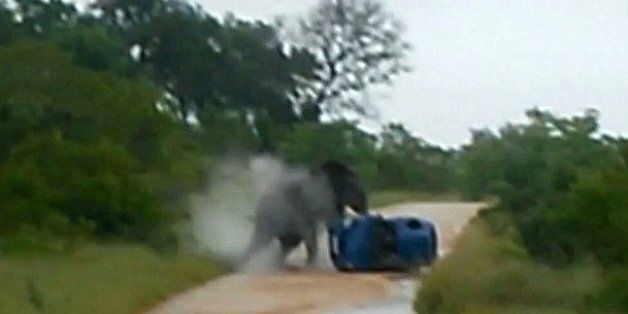 elephant attacks tourist car