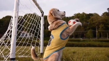 animals play football animals play football
