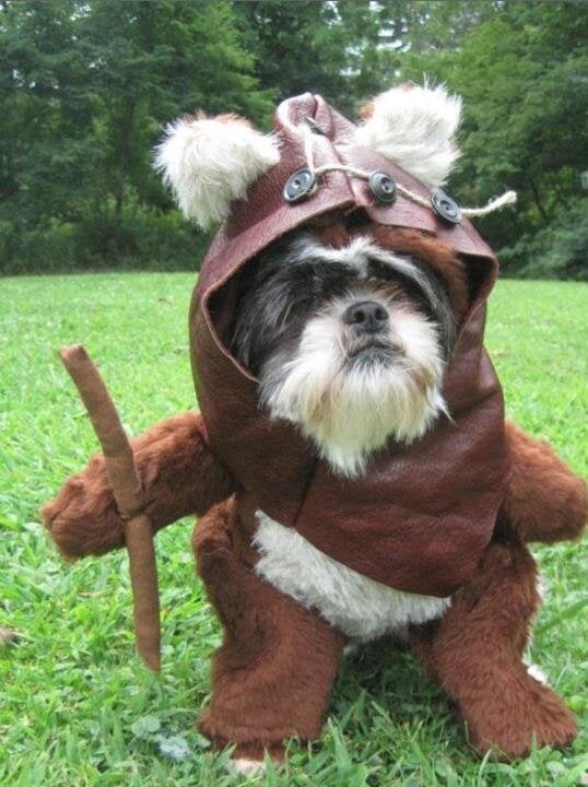 My Little Ewok