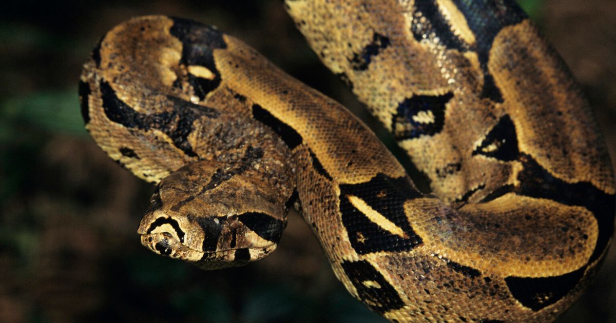 Boa Constrictor 'On The Loose In Portsmouth After Being Thrown In Hedge ...