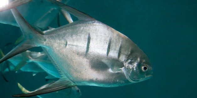 The group of swimmers were attacked by palometas (file picture)