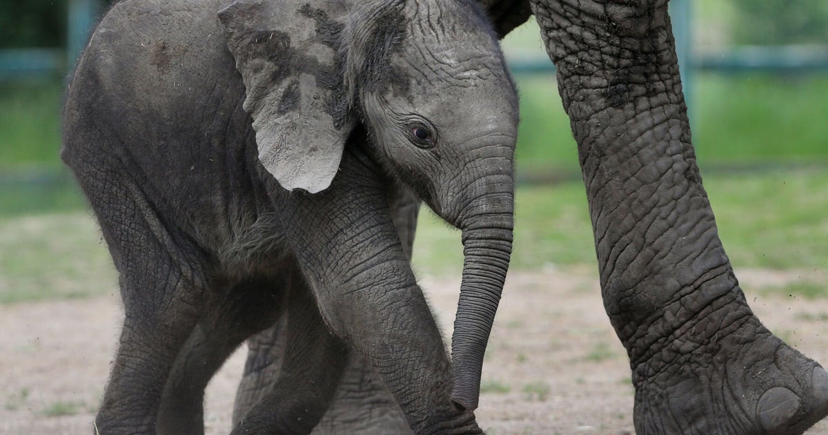 8 Wonderful Pictures Of A NewlyBorn Elephant Calf Finding Her Feet