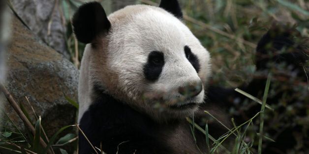 Yang Guang the male Panda at Edinburgh Zoo