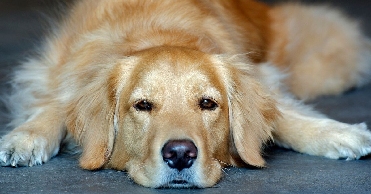 Dog-Killing Disease Warning For Pet Owners Across England | HuffPost UK ...