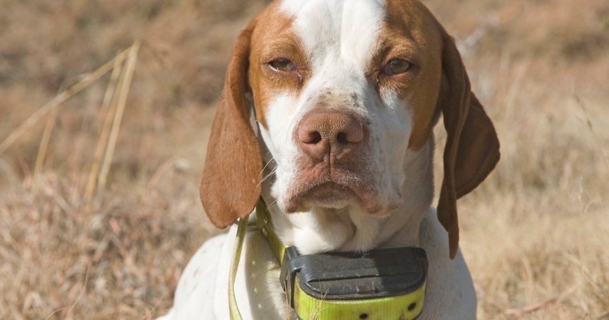 The Shocking Truth About Electric Shock Collars and My Call to Have