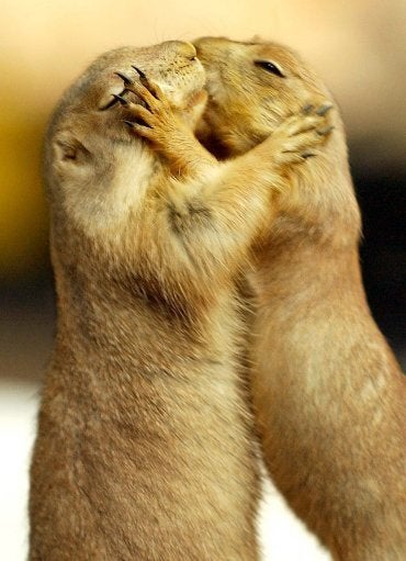 22 Adorable Animal Kisses (PICTURES) | HuffPost UK Comedy 22 Adorable Animal Kisses (PICTURES) | HuffPost UK Comedy
