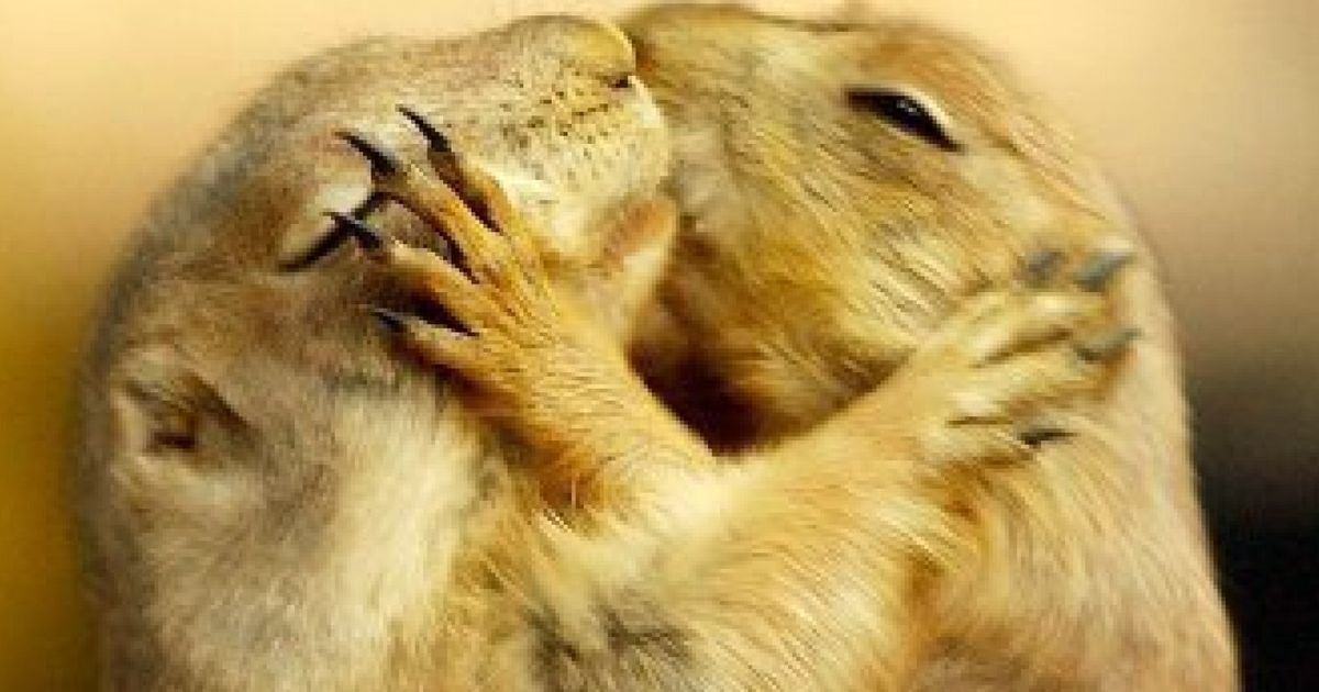 22 Adorable Animal Kisses (PICTURES) | HuffPost UK Comedy