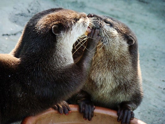 22 Adorable Animal Kisses (PICTURES) | HuffPost UK Comedy 22 Adorable Animal Kisses (PICTURES) | HuffPost UK Comedy